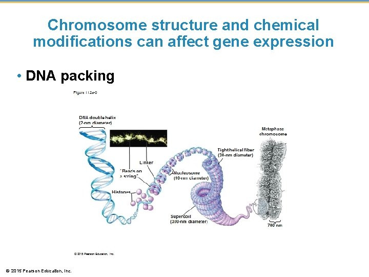 Chromosome structure and chemical modifications can affect gene expression • DNA packing © 2015 Chromosome structure and chemical modifications can affect gene expression • DNA packing © 2015