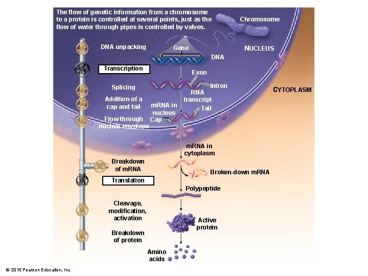 The flow of genetic information from a chromosome to a protein is controlled at The flow of genetic information from a chromosome to a protein is controlled at