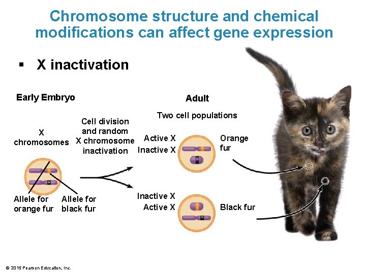 Chromosome structure and chemical modifications can affect gene expression § X inactivation Early Embryo Chromosome structure and chemical modifications can affect gene expression § X inactivation Early Embryo