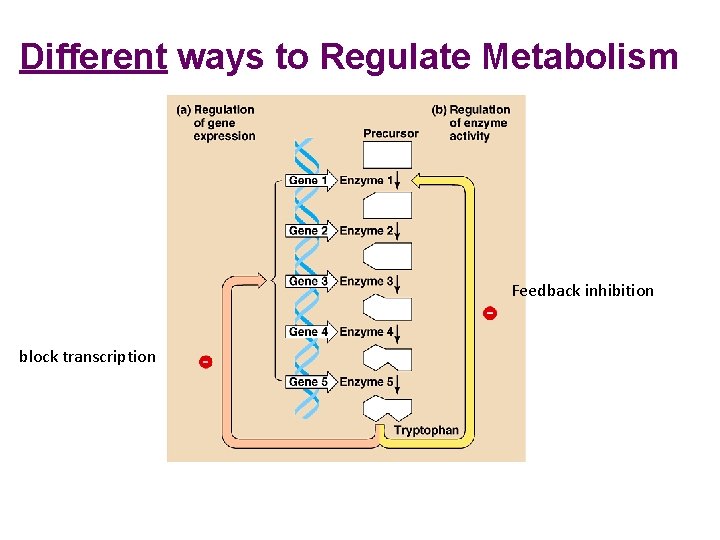 Different ways to Regulate Metabolism Feedback inhibition block transcription Different ways to Regulate Metabolism Feedback inhibition block transcription