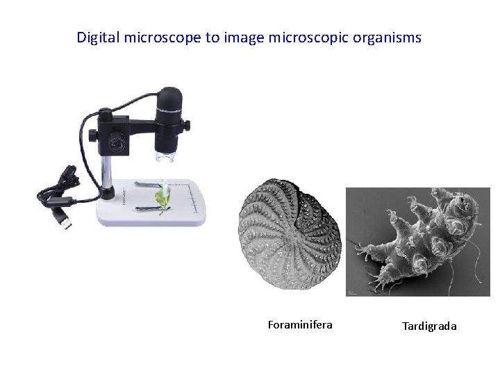 Digital microscope to image microscopic organisms Foraminifera Tardigrada 
