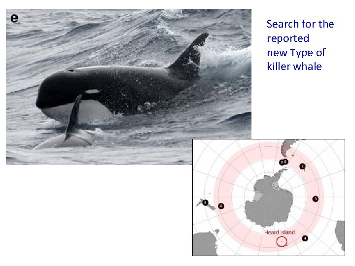 Search for the reported new Type of killer whale Pitman et al. 