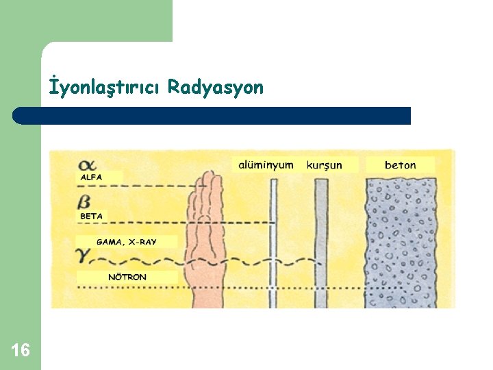 İyonlaştırıcı Radyasyon 16 