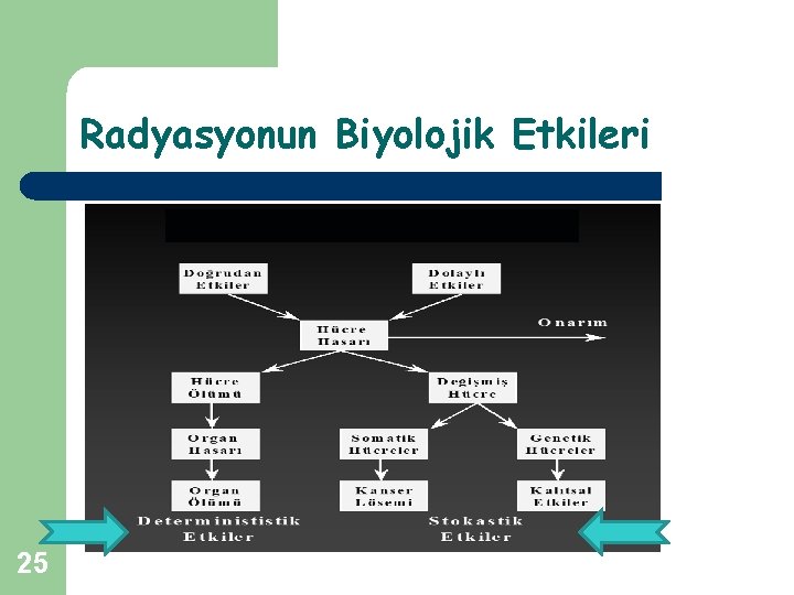 Radyasyonun Biyolojik Etkileri 25 