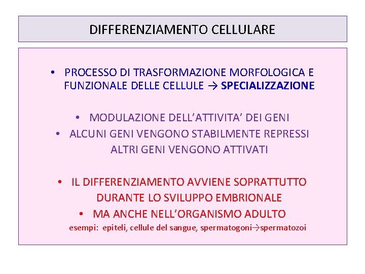 DIFFERENZIAMENTO CELLULARE • PROCESSO DI TRASFORMAZIONE MORFOLOGICA E FUNZIONALE DELLE CELLULE → SPECIALIZZAZIONE •