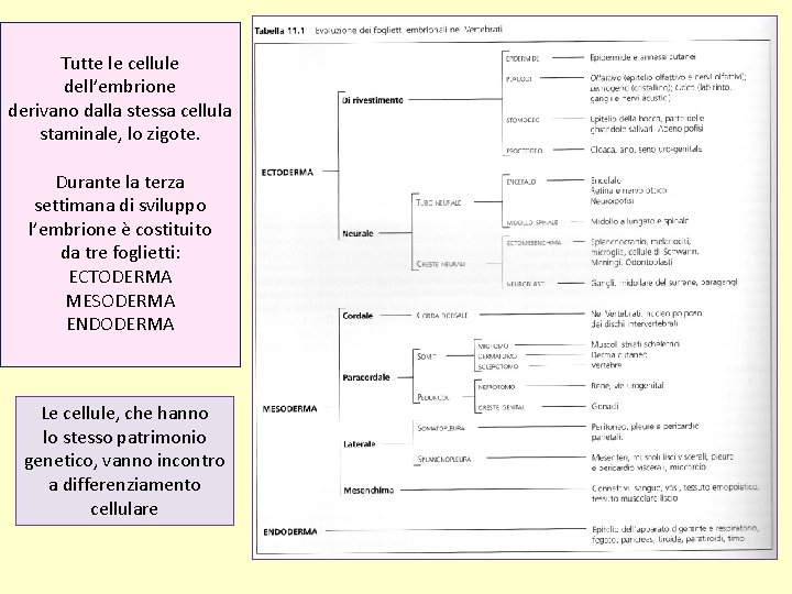 Tutte le cellule dell’embrione derivano dalla stessa cellula staminale, lo zigote. Durante la terza