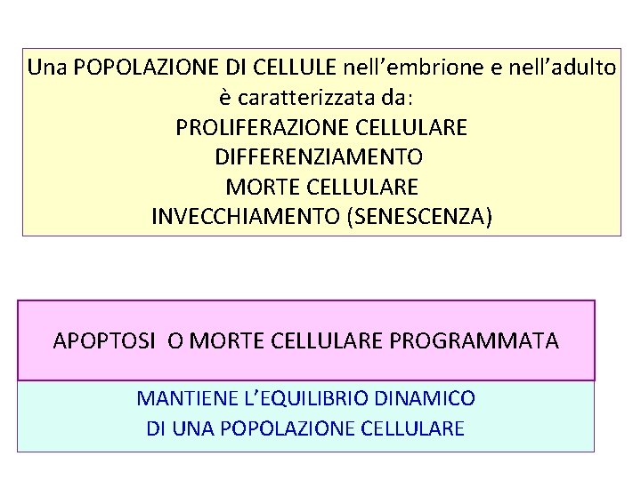 Una POPOLAZIONE DI CELLULE nell’embrione e nell’adulto è caratterizzata da: PROLIFERAZIONE CELLULARE DIFFERENZIAMENTO MORTE