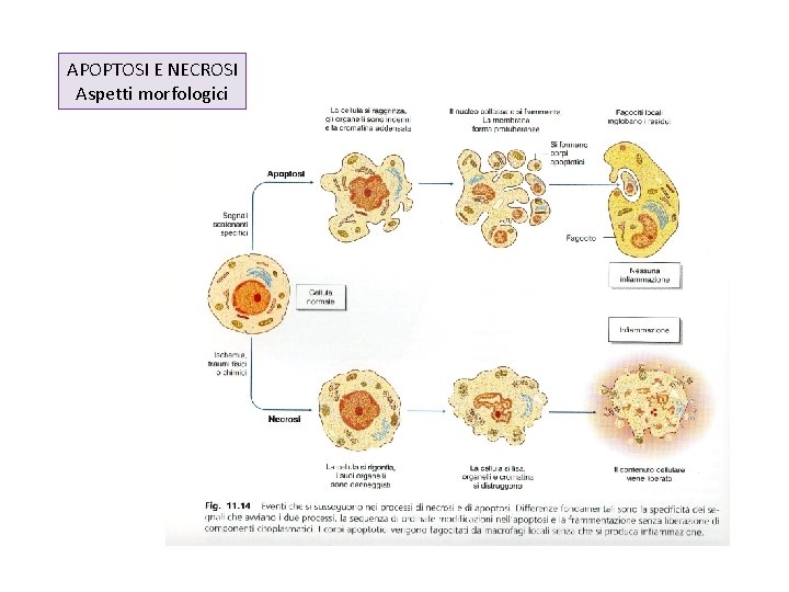 APOPTOSI E NECROSI Aspetti morfologici 