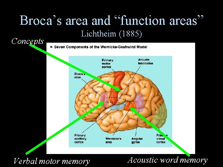 Broca’s area and “function areas” Concepts Lichtheim (1885) Verbal motor memory Acoustic word memory
