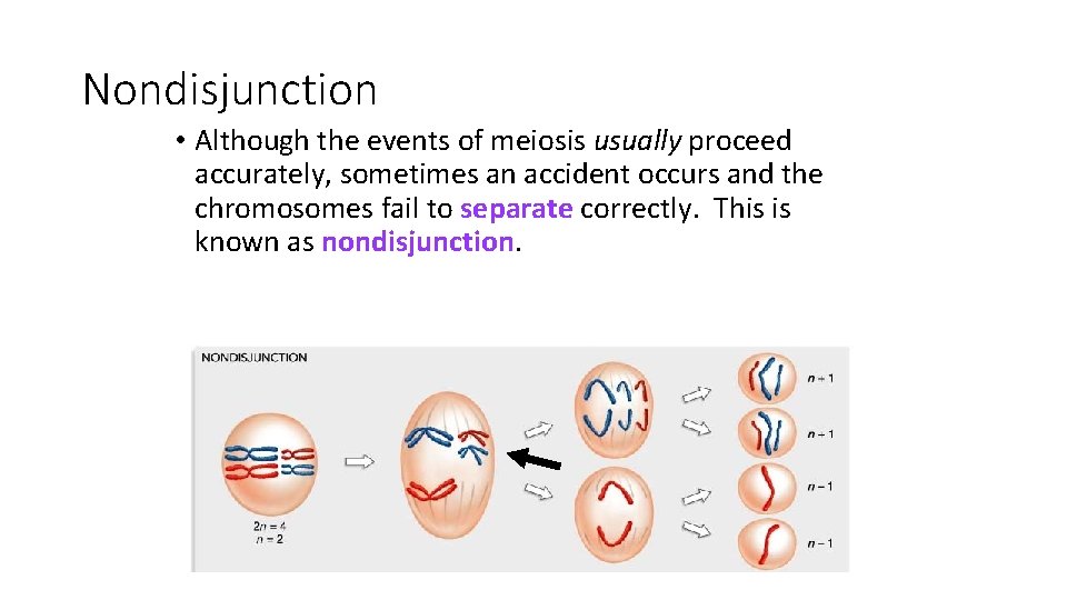 Nondisjunction • Although the events of meiosis usually proceed accurately, sometimes an accident occurs