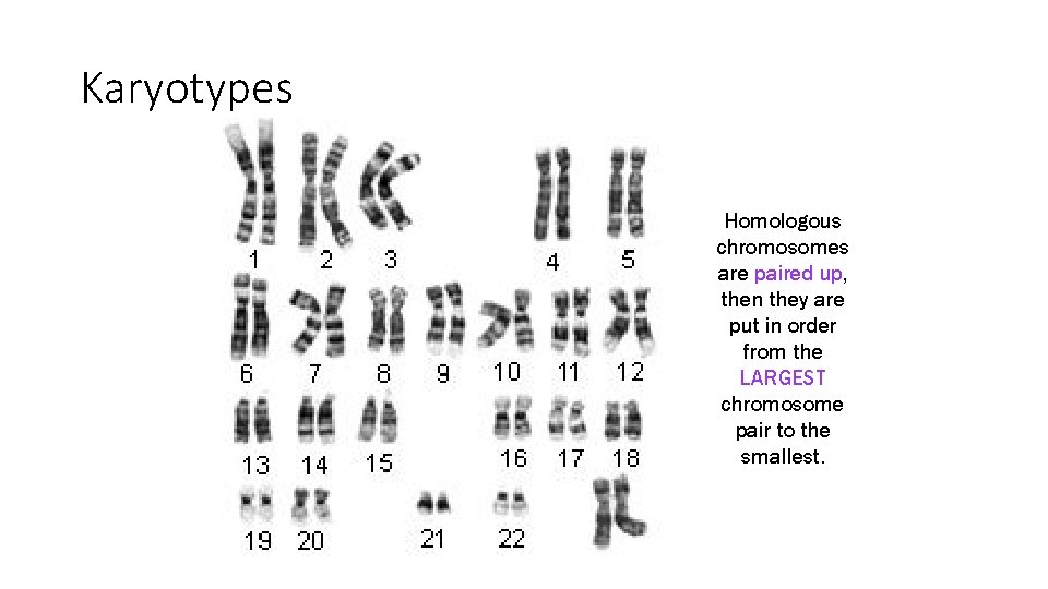 Karyotypes Homologous chromosomes are paired up, then they are put in order from the