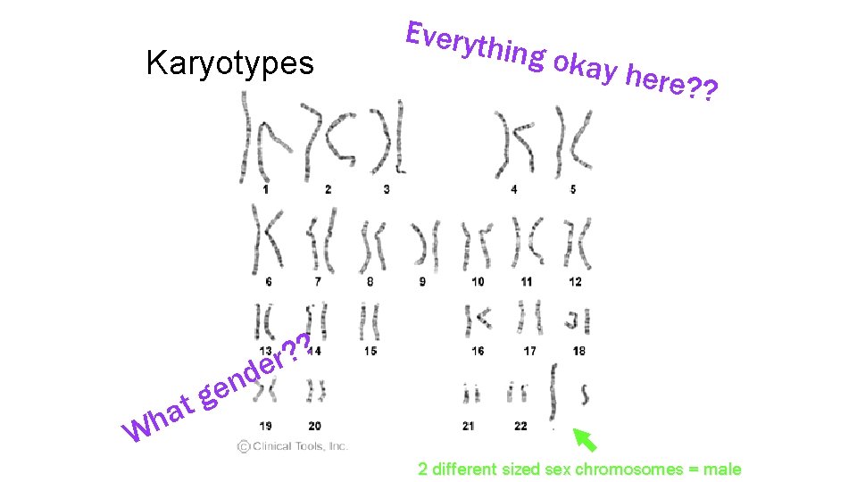 Karyotypes Everyth ing ok ay her e ? ? r de n e tg