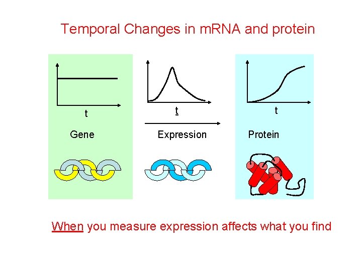 Temporal Changes in m. RNA and protein t Gene t Expression t Protein When