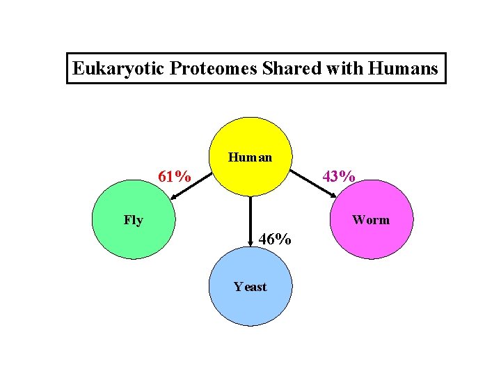 Eukaryotic Proteomes Shared with Humans Human 61% 43% Fly Worm 46% Yeast 