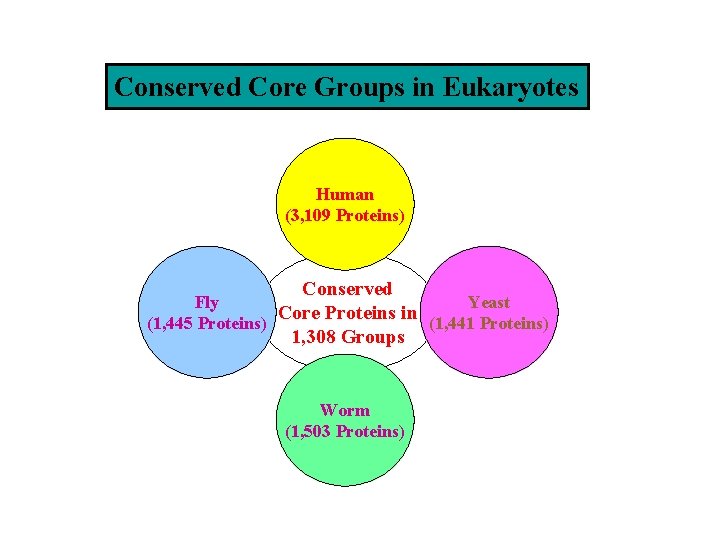 Conserved Core Groups in Eukaryotes Human (3, 109 Proteins) Conserved Fly Yeast Core Proteins