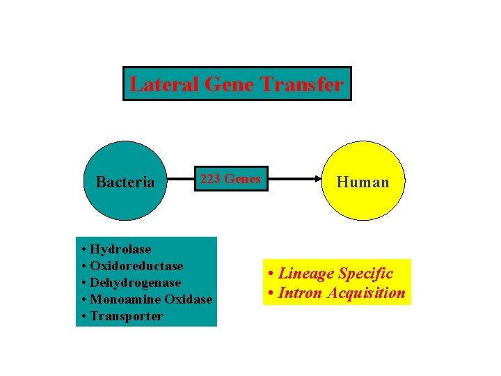 Lateral Gene Transfer Bacteria 223 Genes • Hydrolase • Oxidoreductase • Dehydrogenase • Monoamine