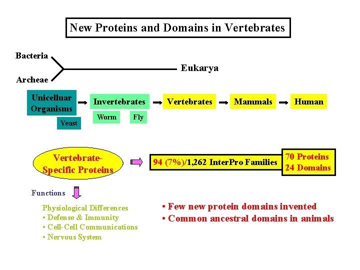 New Proteins and Domains in Vertebrates Bacteria Eukarya Archeae Unicelluar Organisms Yeast Invertebrates Worm