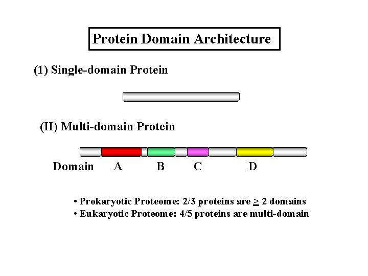 Protein Domain Architecture (1) Single-domain Protein (II) Multi-domain Protein Domain A B C D