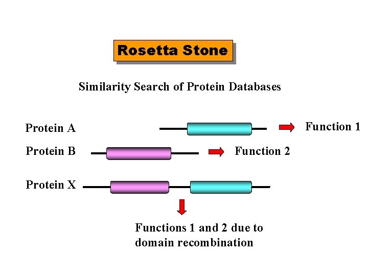 Rosetta Stone Similarity Search of Protein Databases Function 1 Protein A Protein B Function