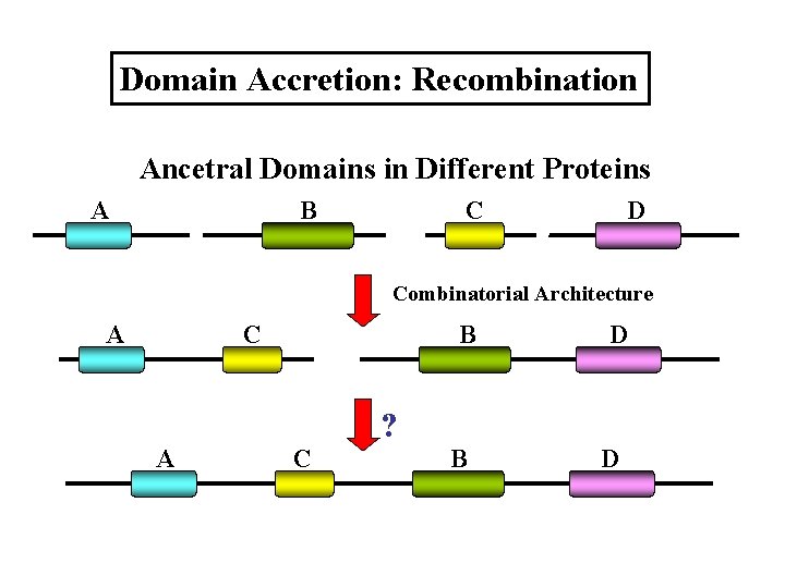 Domain Accretion: Recombination Ancetral Domains in Different Proteins A B C D Combinatorial Architecture