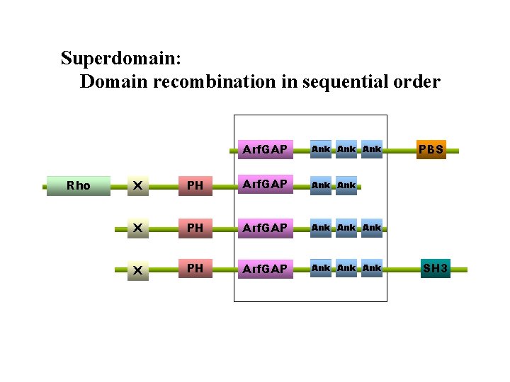 Superdomain: Domain recombination in sequential order Rho Arf. GAP Ank Ank X PH Arf.