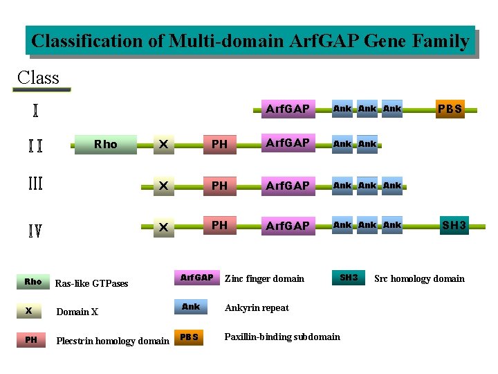 Classification of Multi-domain Arf. GAP Gene Family Class Rho Arf. GAP Ank Ank X