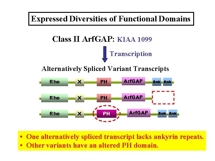 Expressed Diversities of Functional Domains Class II Arf. GAP: KIAA 1099 Transcription Alternatively Spliced