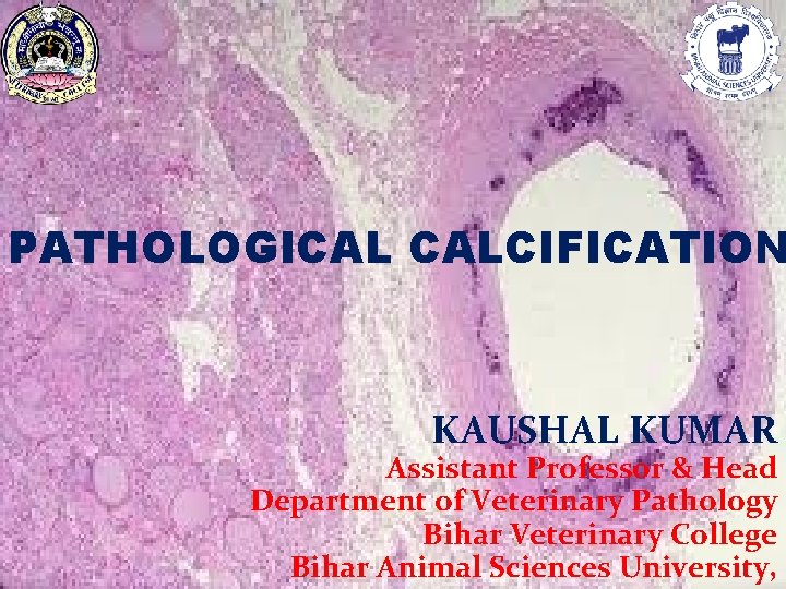 PATHOLOGICAL CALCIFICATION KAUSHAL KUMAR Assistant Professor & Head Department of Veterinary Pathology Bihar Veterinary