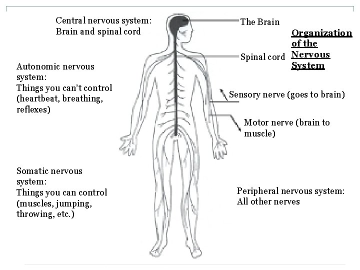Central nervous system: Brain and spinal cord Autonomic nervous system: Things you can’t control