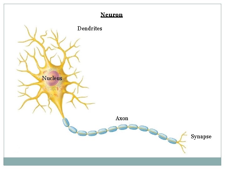 Neuron Dendrites Nucleus Axon Synapse 