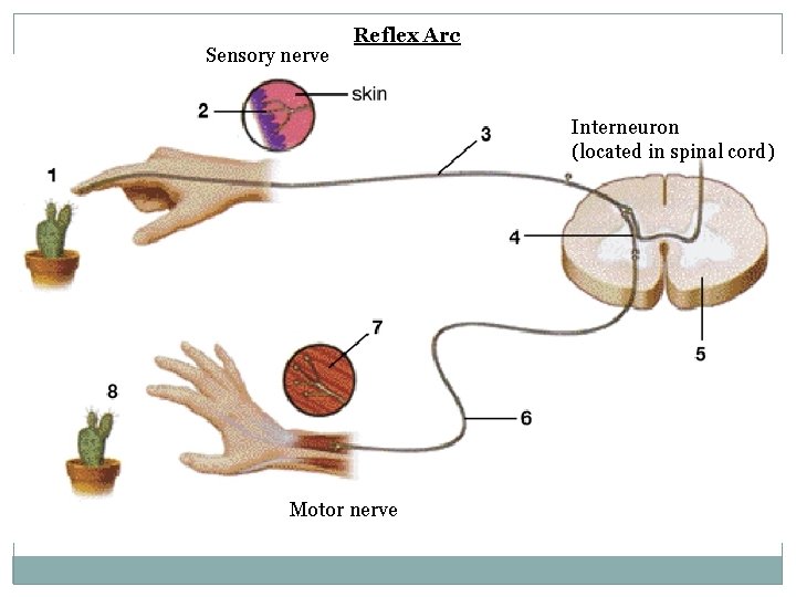 Sensory nerve Reflex Arc Interneuron (located in spinal cord) Motor nerve 
