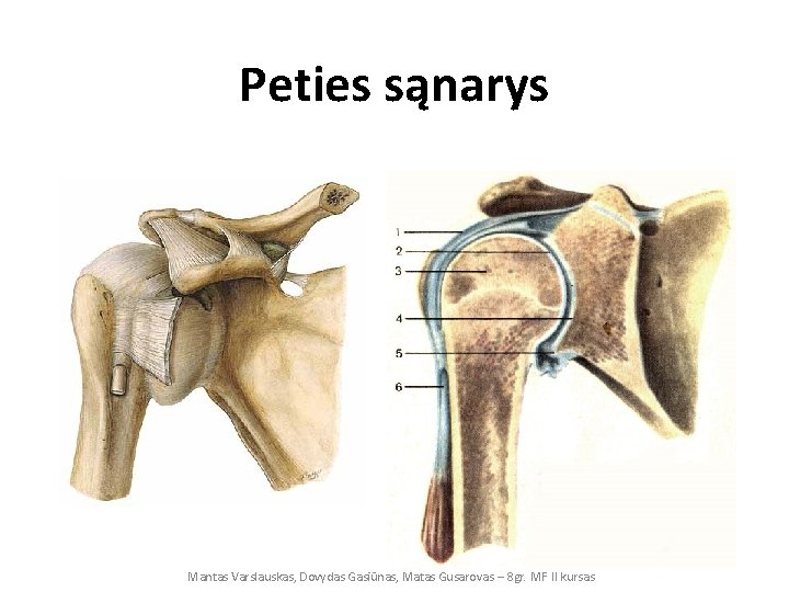 Peties sąnarys Mantas Varslauskas, Dovydas Gasiūnas, Matas Gusarovas – 8 gr. MF II kursas