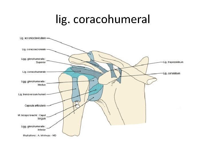 lig. coracohumeral lig. coracohumeral