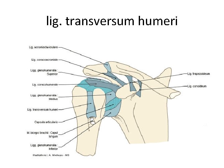 lig. transversum humeri 