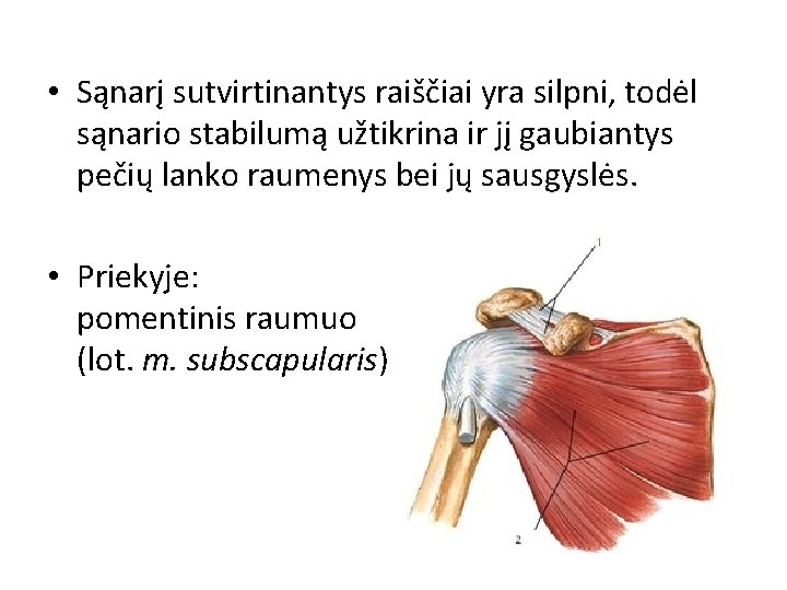 • Sąnarį sutvirtinantys raiščiai yra silpni, todėl sąnario stabilumą užtikrina ir jį gaubiantys • Sąnarį sutvirtinantys raiščiai yra silpni, todėl sąnario stabilumą užtikrina ir jį gaubiantys