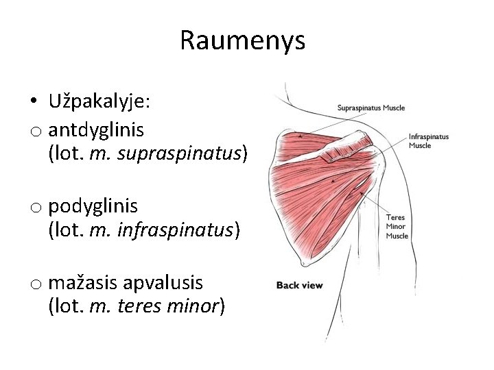 Raumenys • Užpakalyje: o antdyglinis (lot. m. supraspinatus) o podyglinis (lot. m. infraspinatus) o Raumenys • Užpakalyje: o antdyglinis (lot. m. supraspinatus) o podyglinis (lot. m. infraspinatus) o