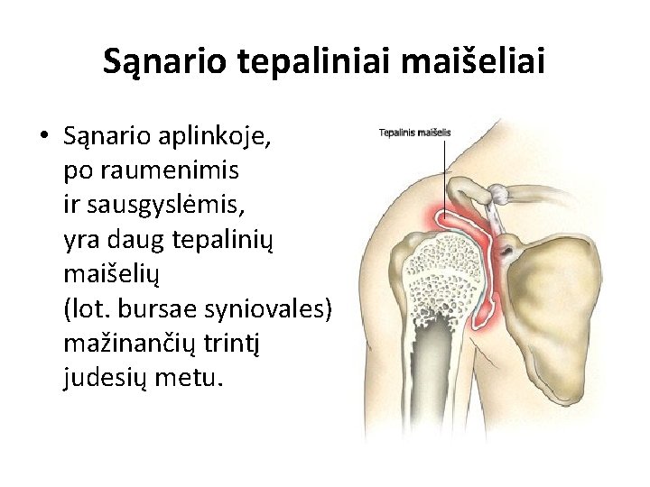 Sąnario tepaliniai maišeliai • Sąnario aplinkoje, po raumenimis ir sausgyslėmis, yra daug tepalinių maišelių