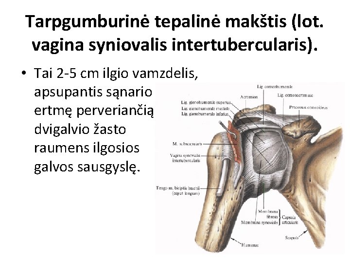 Tarpgumburinė tepalinė makštis (lot. vagina syniovalis intertubercularis). • Tai 2 -5 cm ilgio vamzdelis, Tarpgumburinė tepalinė makštis (lot. vagina syniovalis intertubercularis). • Tai 2 -5 cm ilgio vamzdelis,