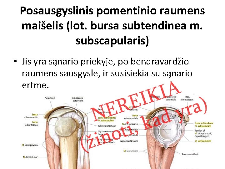 Posausgyslinis pomentinio raumens maišelis (lot. bursa subtendinea m. subscapularis) • Jis yra sąnario priekyje,