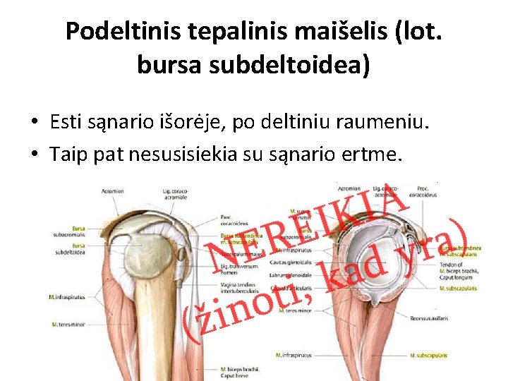 Podeltinis tepalinis maišelis (lot. bursa subdeltoidea) • Esti sąnario išorėje, po deltiniu raumeniu. • Podeltinis tepalinis maišelis (lot. bursa subdeltoidea) • Esti sąnario išorėje, po deltiniu raumeniu. •