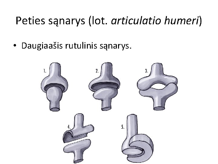 Peties sąnarys (lot. articulatio humeri) • Daugiaašis rutulinis sąnarys. 