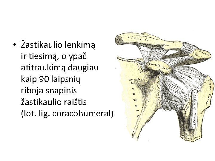  • Žastikaulio lenkimą ir tiesimą, o ypač atitraukimą daugiau kaip 90 laipsnių riboja