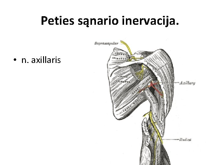 Peties sąnario inervacija. • n. axillaris Peties sąnario inervacija. • n. axillaris