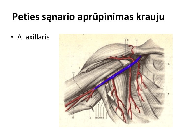 Peties sąnario aprūpinimas krauju • A. axillaris 