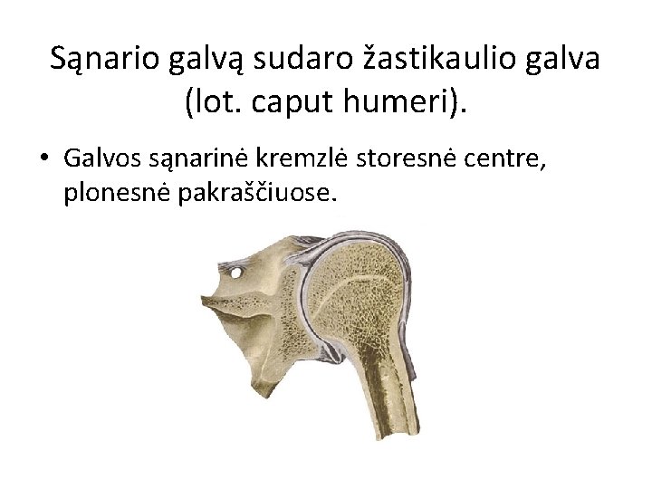 Sąnario galvą sudaro žastikaulio galva (lot. caput humeri). • Galvos sąnarinė kremzlė storesnė centre,