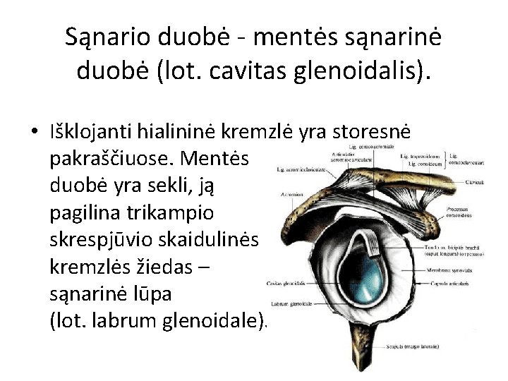 Sąnario duobė - mentės sąnarinė duobė (lot. cavitas glenoidalis). • Išklojanti hialininė kremzlė yra