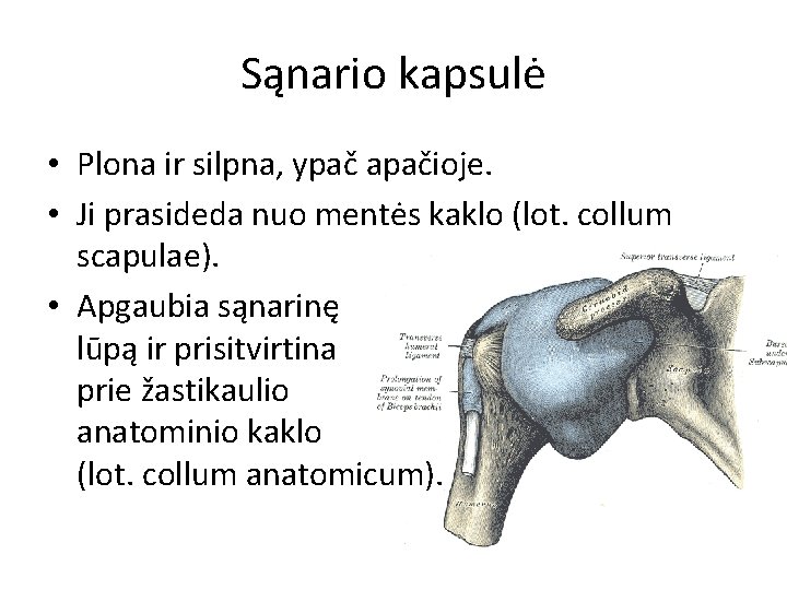 Sąnario kapsulė • Plona ir silpna, ypač apačioje. • Ji prasideda nuo mentės kaklo Sąnario kapsulė • Plona ir silpna, ypač apačioje. • Ji prasideda nuo mentės kaklo