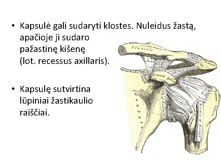 • Kapsulė gali sudaryti klostes. Nuleidus žastą, apačioje ji sudaro pažastinę kišenę (lot. • Kapsulė gali sudaryti klostes. Nuleidus žastą, apačioje ji sudaro pažastinę kišenę (lot.
