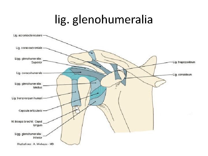 lig. glenohumeralia 