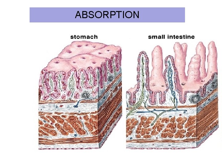 ABSORPTION 